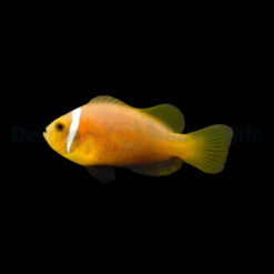 Amphiprion nigripes - DJM Bred | All sizes