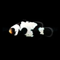 Amphiprion ocellaris (Black Premium Snowflake) - DJM Bred | All sizes