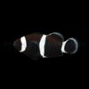 Amphiprion ocellaris (Darwin) - DJM Bred | All sizes