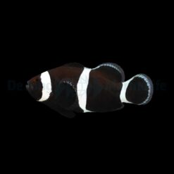 Amphiprion ocellaris (Darwin) - DJM Bred | All sizes