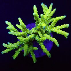 Anacropora spp. (Green Goblin) | T