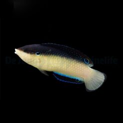 Anampses neoguinaicus | L