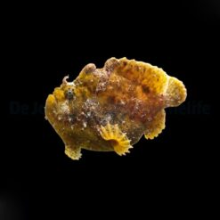 Antennarius spp. (Cream) | L