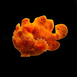 Antennarius spp. (Orange) | L