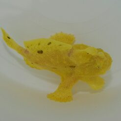 Antennarius spp. (Yellow) | L