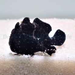 Antennarius spp. (Black) | M