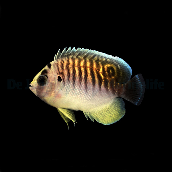 Apolemichthys kingi - T.B. | All sizes