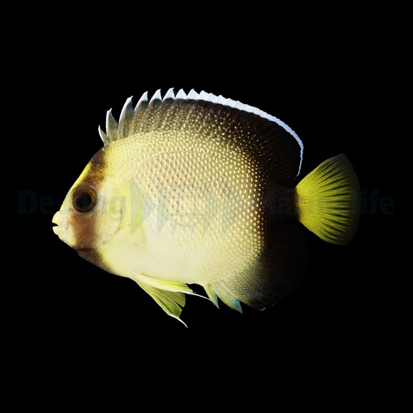 Apolemichthys xanthurus - T.B. | All sizes