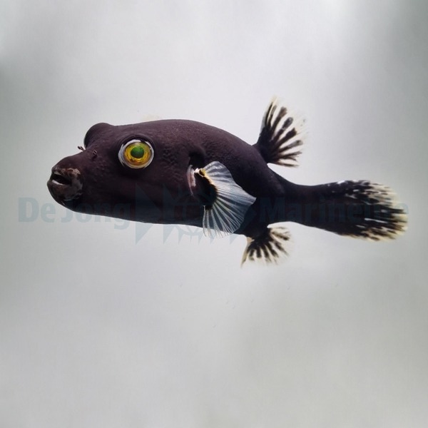 Arothron nigropunctatus (Black-White) | M/L