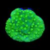 Astreopora spp. (Green) (frag) | FRAG