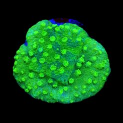 Astreopora spp. (Green) (frag) | FRAG