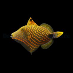 Balistapus undulatus | M