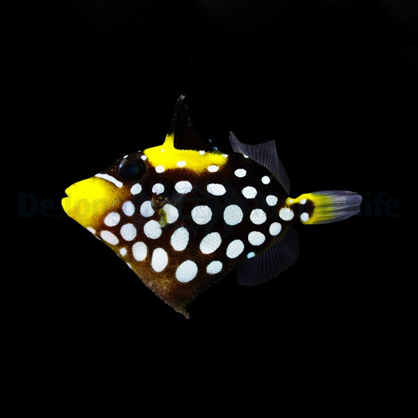 Balistoides conspicillum | L