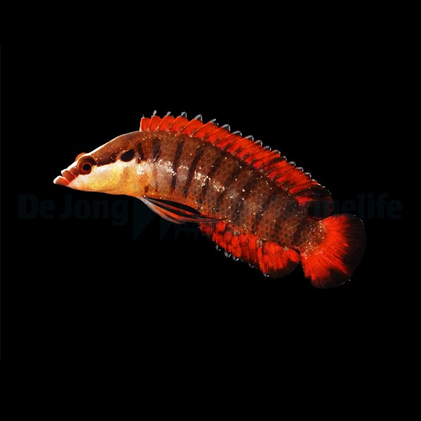 Belonepterygion fasciolatum | All sizes