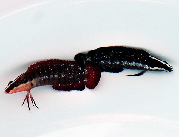 Belonepterygion fasciolatum (Pair) | All sizes