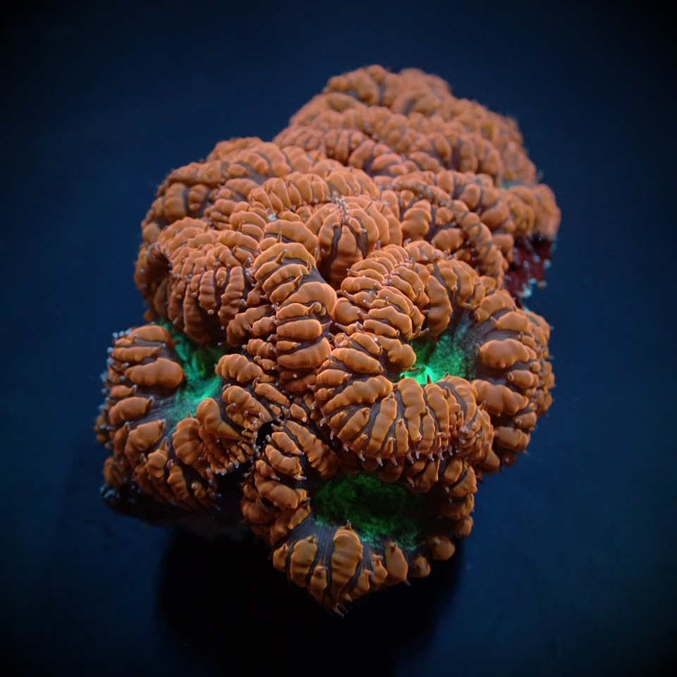 Blastomussa wellsi (Premium) (8-9 hds.) | L