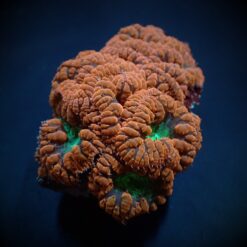 Blastomussa wellsi (Premium) (3 hds.) | T