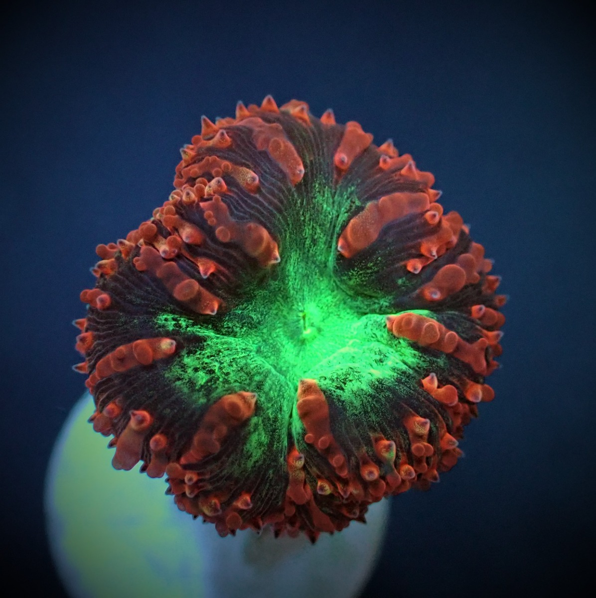 Blastomussa wellsi (Premium) (2 hds.) (frag)