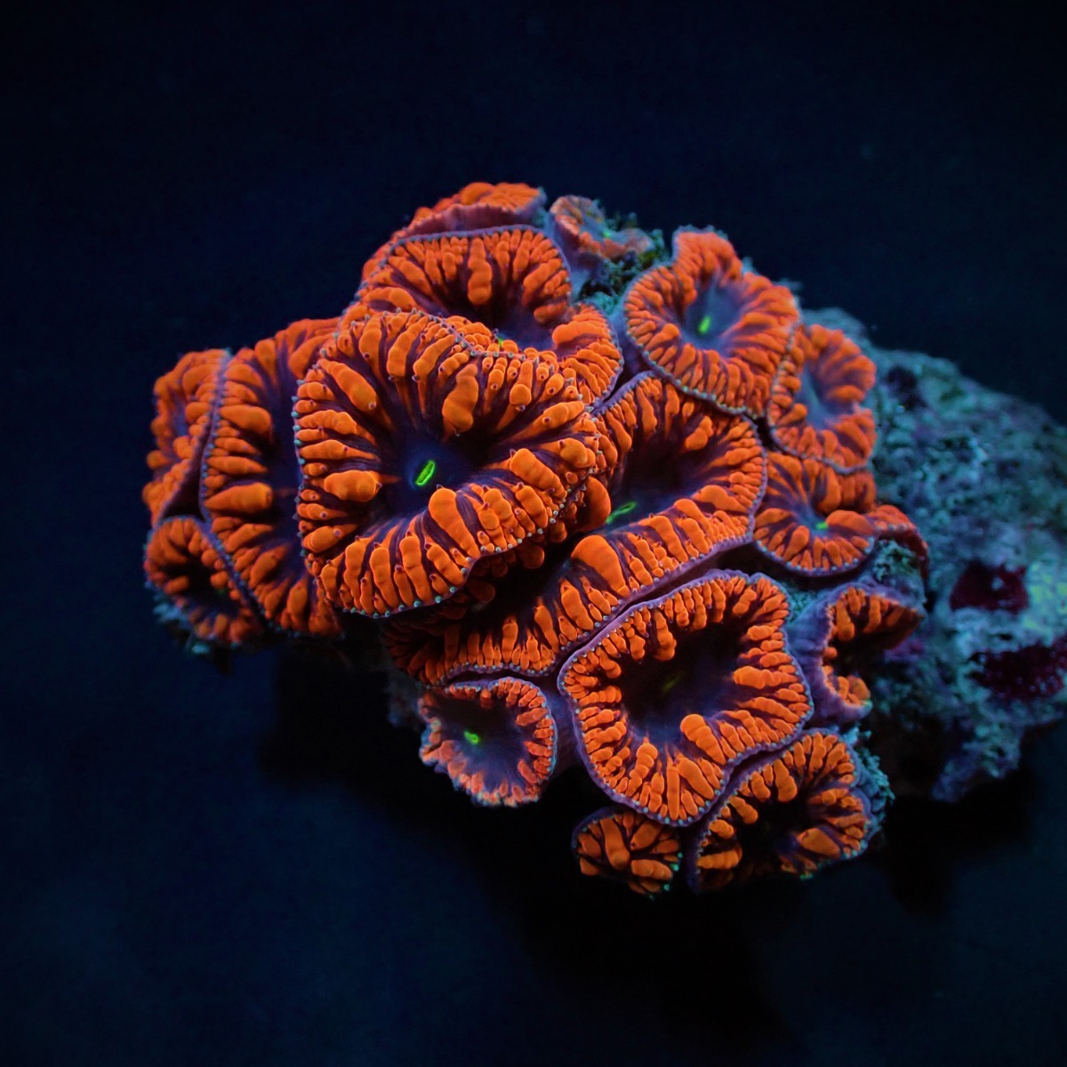 Blastomussa wellsi (Red) (4-5 hds.) | S