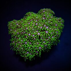 Briareum spp. (Green) (Grade A) | L