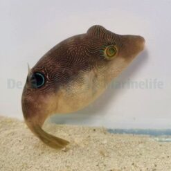 Canthigaster compressa | All sizes