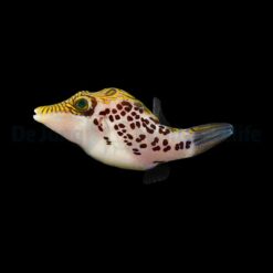Canthigaster leoparda | All sizes