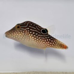 Canthigaster margaritata | All sizes