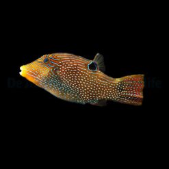Canthigaster papua | All sizes