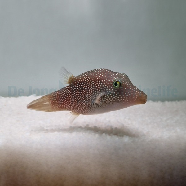 Canthigaster punctatissima | All sizes