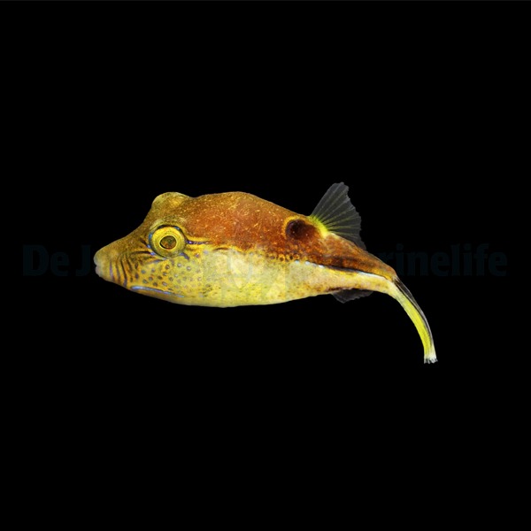 Canthigaster rostrata | All sizes