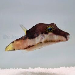 Canthigaster smithae | All sizes