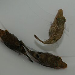 Canthigaster solandri | All sizes