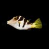 Canthigaster valentini | All sizes