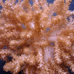 Capnella spp. (Jakarta) | M