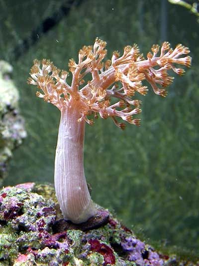 Capnella spp. (Kenya) | S