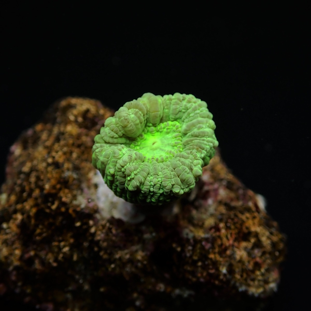 Caulastrea curvata (Green) (frag) | FRAG