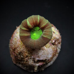 Caulastrea furcata (frag) | FRAG