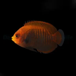 centropyge_aurantia_t.b2wm