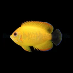 Centropyge Flavissima (Hybrid) - T.B. | All sizes