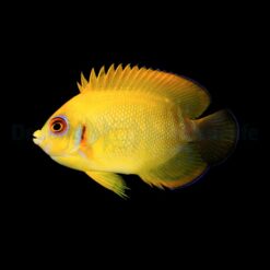 Centropyge Flavissima (Hybrid) | All sizes