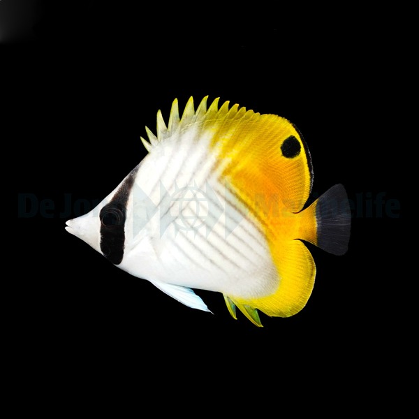 Chaetodon auriga | XL