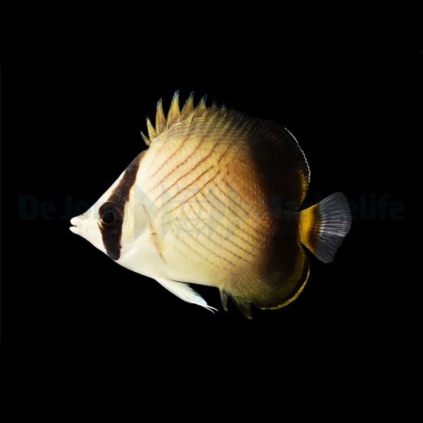 Chaetodon decussatus | M