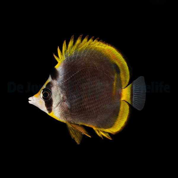 Chaetodon flavirostris | S