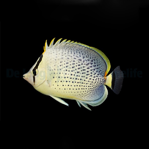 Chaetodon guttatissimus | L