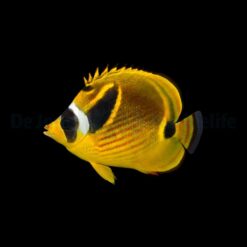 Chaetodon Lunula | Size L