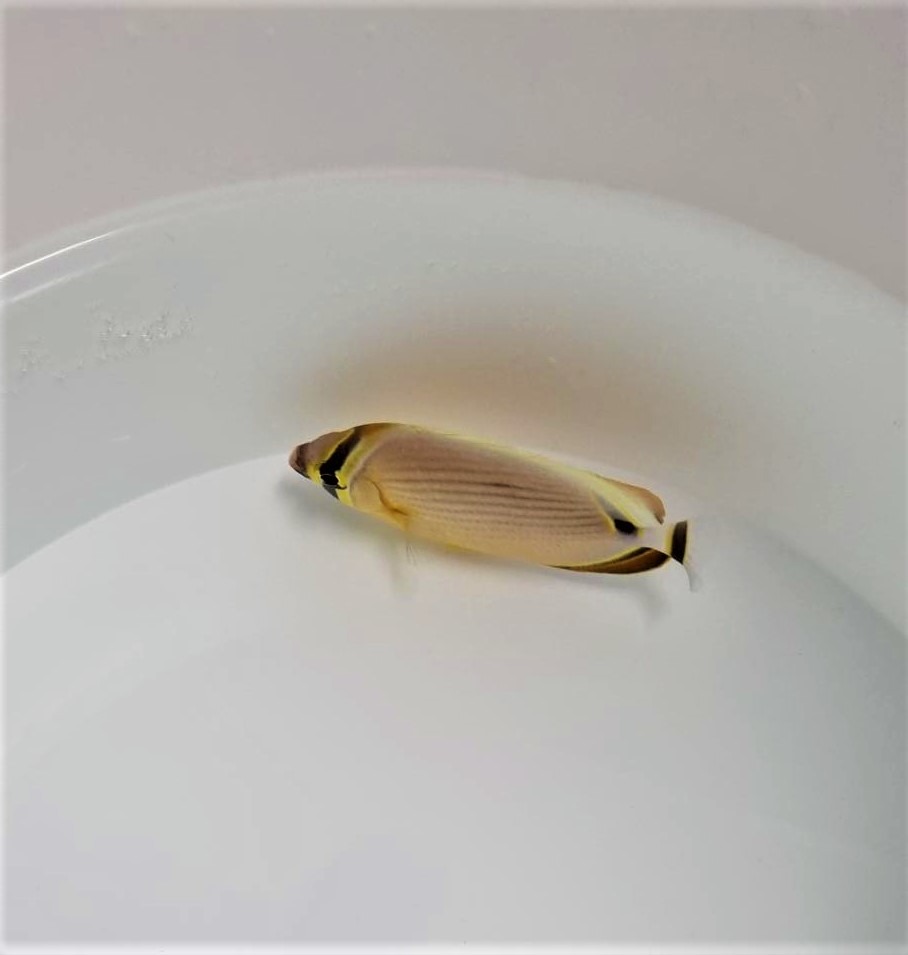 Chaetodon lunulatus | M