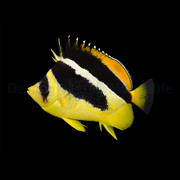 Chaetodon mitratus | All sizes