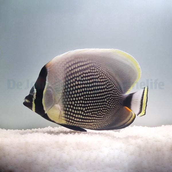 Chaetodon reticulatus | L