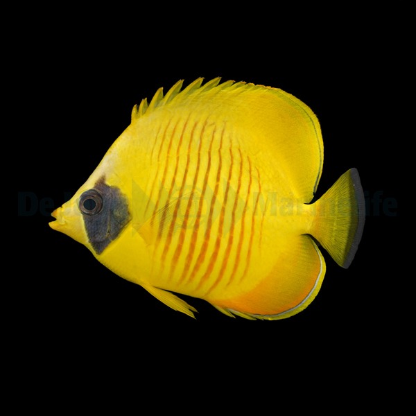 Chaetodon semilarvatus | S