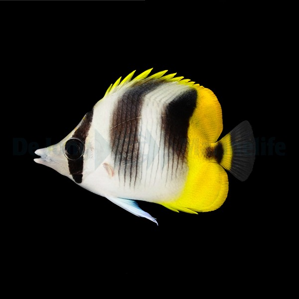 Chaetodon ulietensis | S